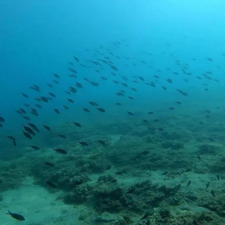 Monolia Sea View Stone With Garden